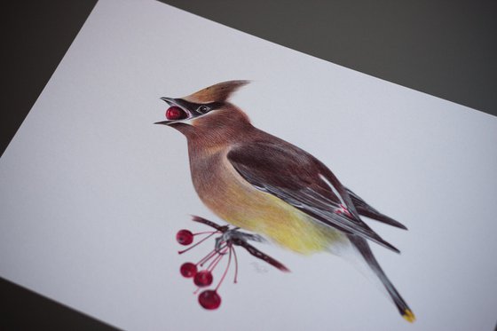 Birds Collection I