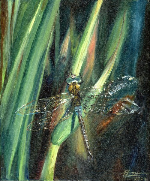 Dragonfly on Green grass by Olga Shefranov (Tchefranov)