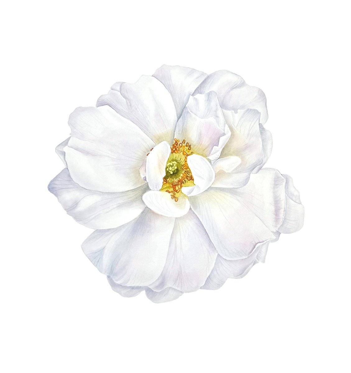 Photorealistic Botanical Watercolour By Yuliia Prokopchuk, 13 X 13", White Rosehip Painting, Original Artwork