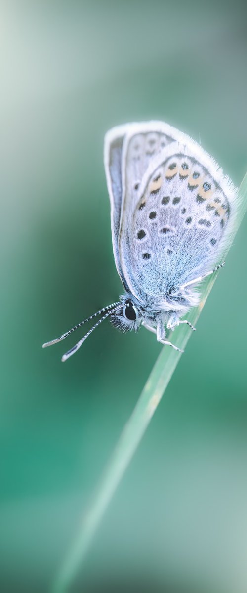 Macro Butterfly by Paul Nash