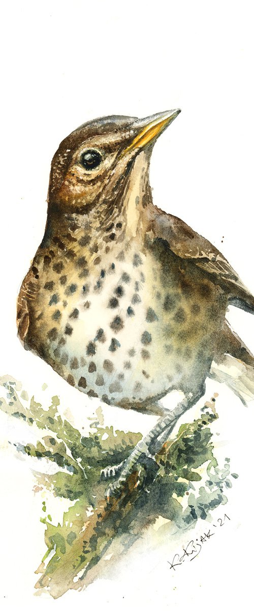 Song Thrush, watercolor of birds and wildlife by Karolina Kijak
