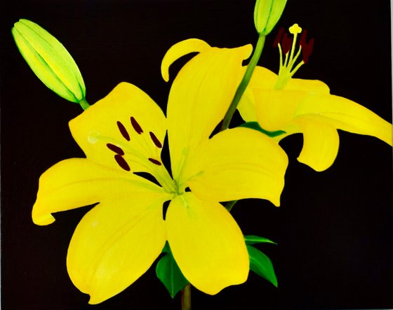 Yellow Oriental Lilies