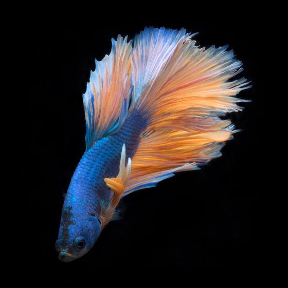 Betta 75