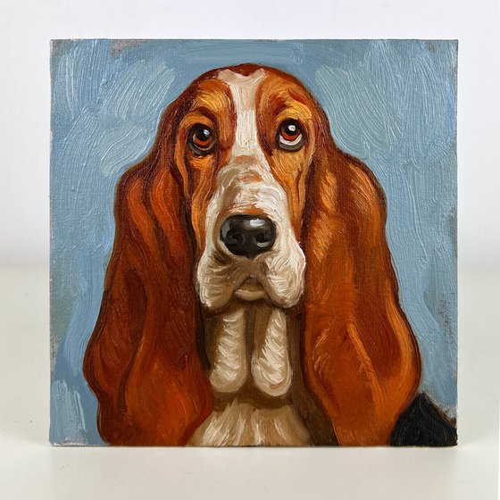 Basset Hound