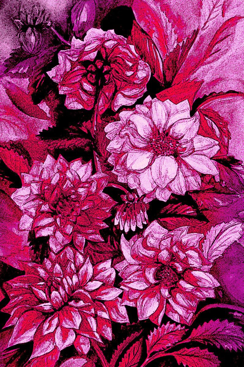 Chrysanthemums in purple by Julia Gogol