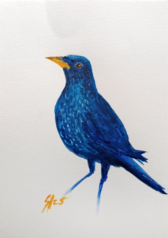 Blue bird II