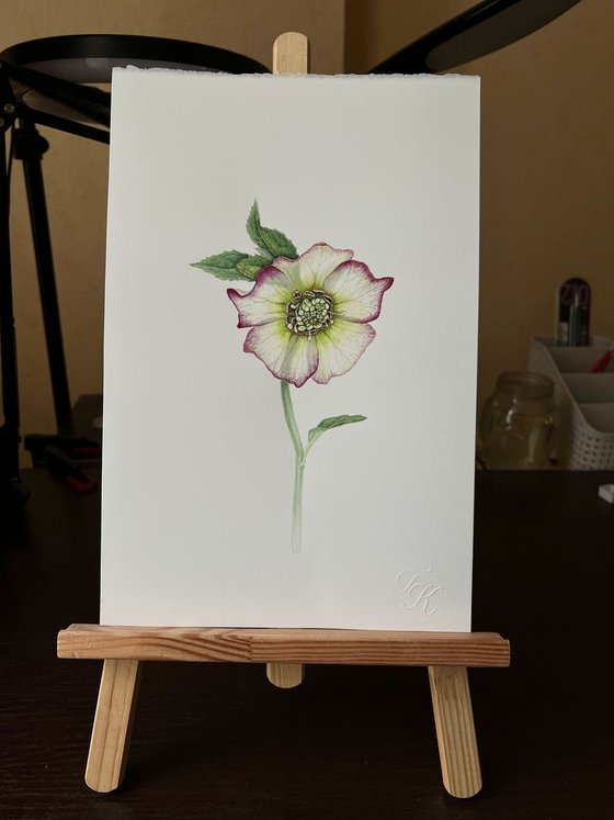 Hellebore