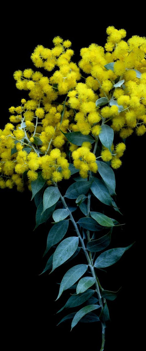 Silver Wattle by Nadia Culph