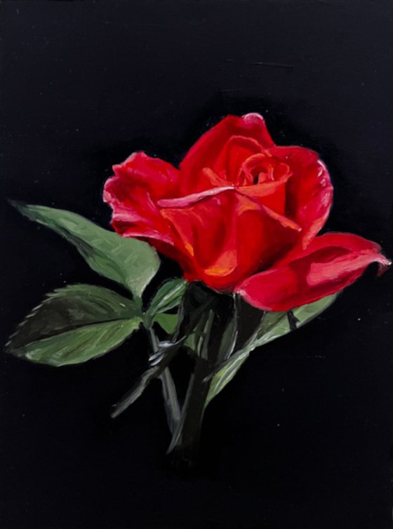 Crimson Study: Red Rose Oil on Gesso Board