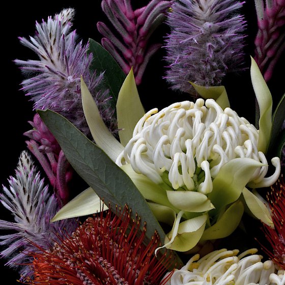 Waratah, Banksia, Mulla Mulla, Kangaroo Paw