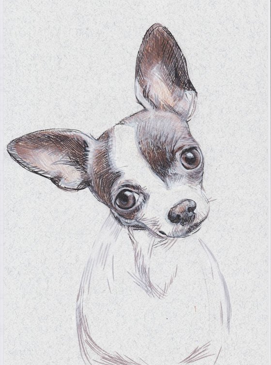 DOG - Chihuahua