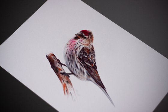 Birds Collection II