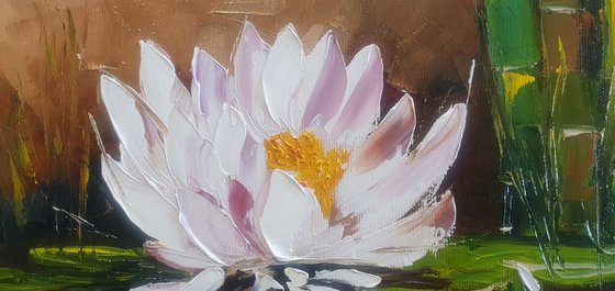 Water lily 30*30