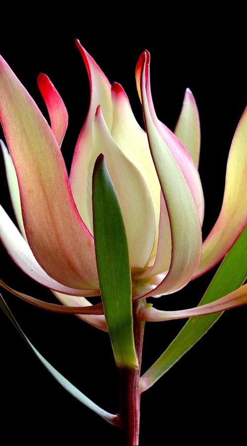 Leucadendron by Nadia Culph