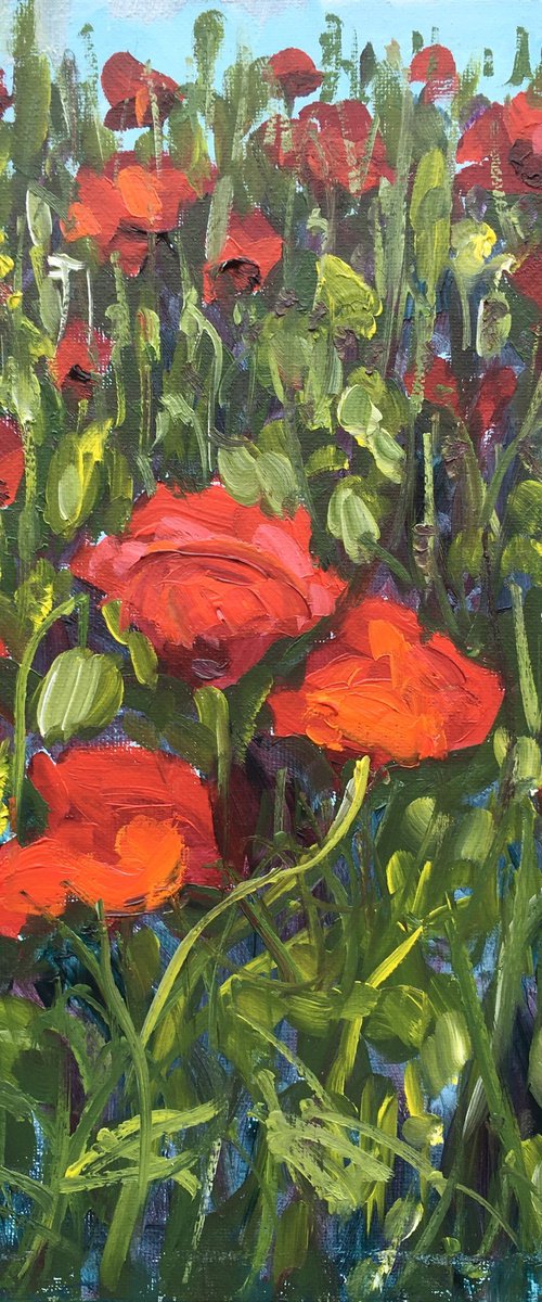 Poppies 2024 by Elena Sokolova