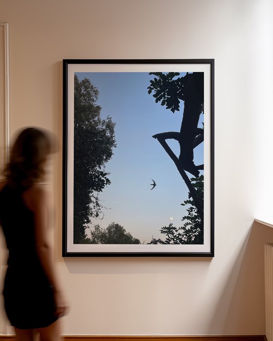 Swallow & Moon