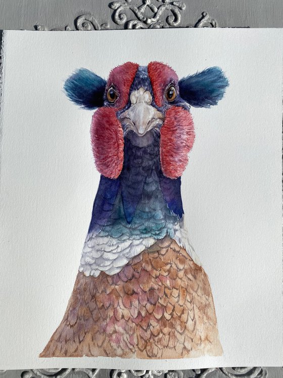 Pheasant with funny blue bangs