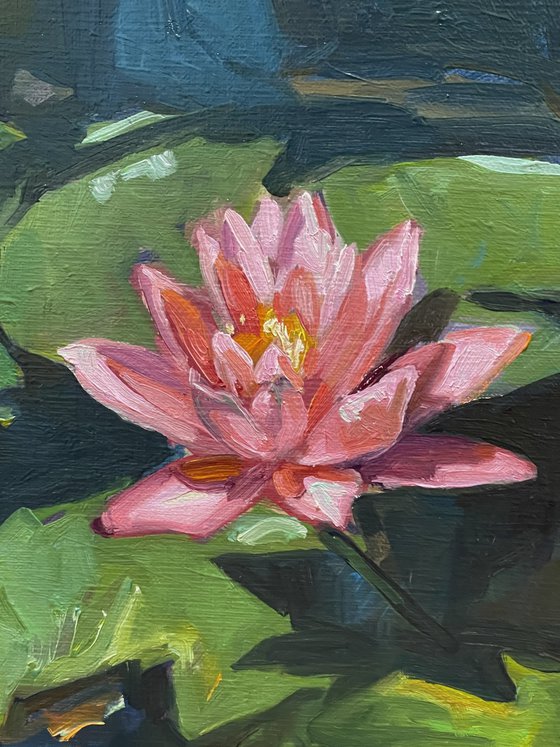 Pink water lilies