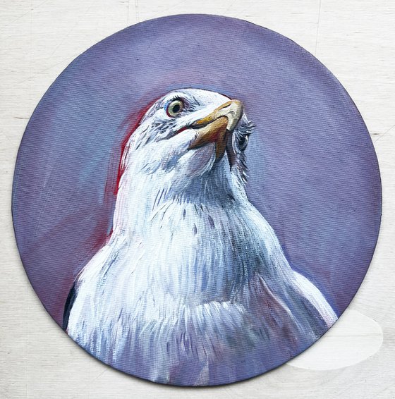 Portrait of a seagull.