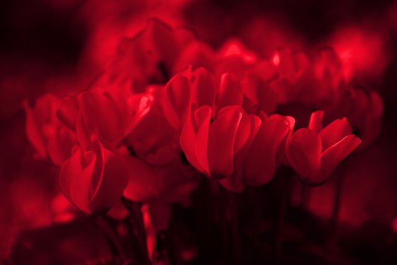 Red Cyclamen