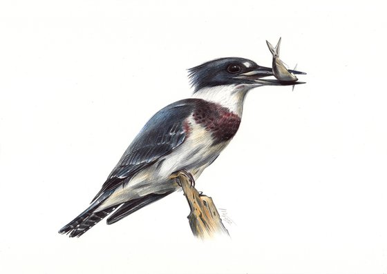 Birds Collection VI