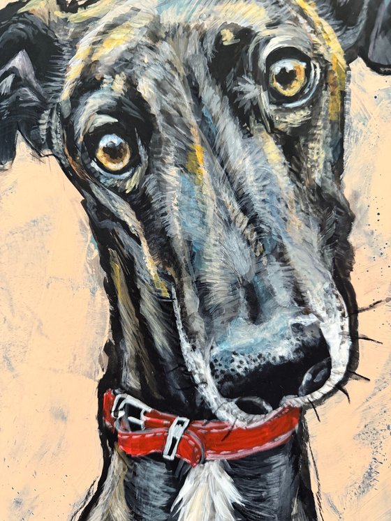 Diesel the Greyhound