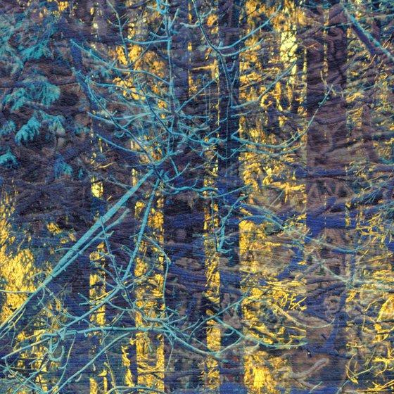 Sunset through the forest pattern