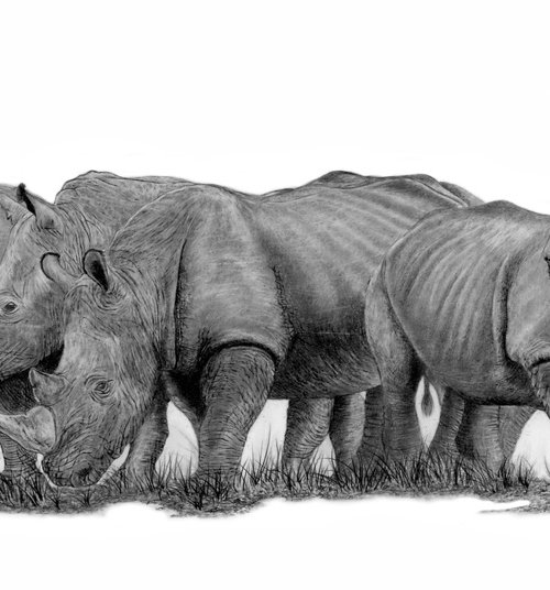A Crash of Rhinoceros by Paul Stowe
