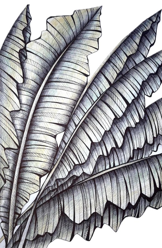 BANANA LEAVES DRAWING