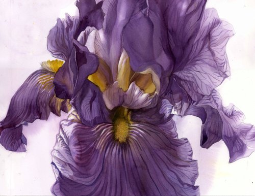 purple iris watercolor floral by Alfred  Ng