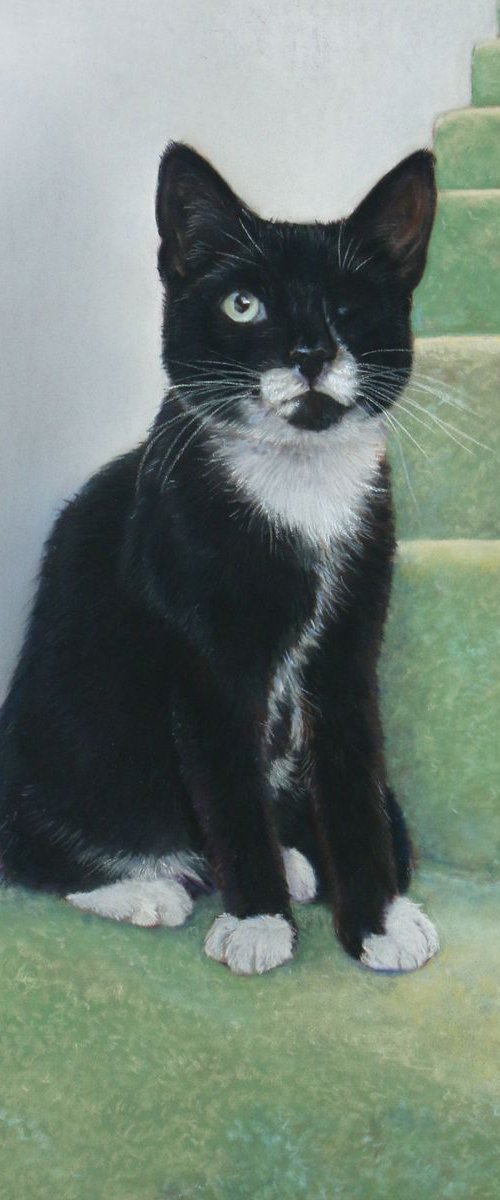 Emmet the cat by Tatjana Bril