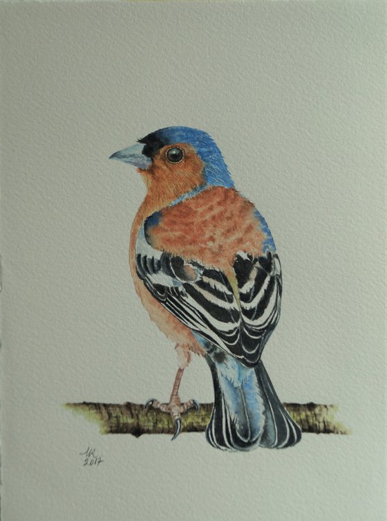 Chaffinch