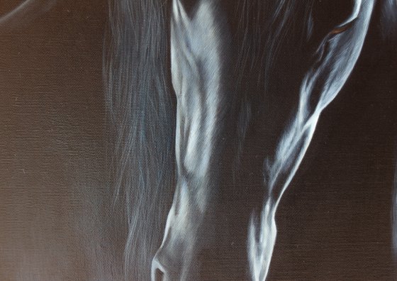 Friesian horse