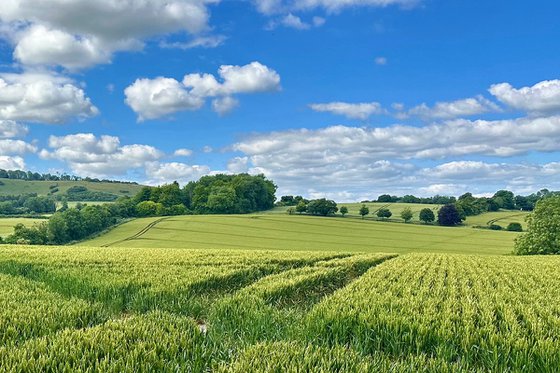 Sea of Wheat