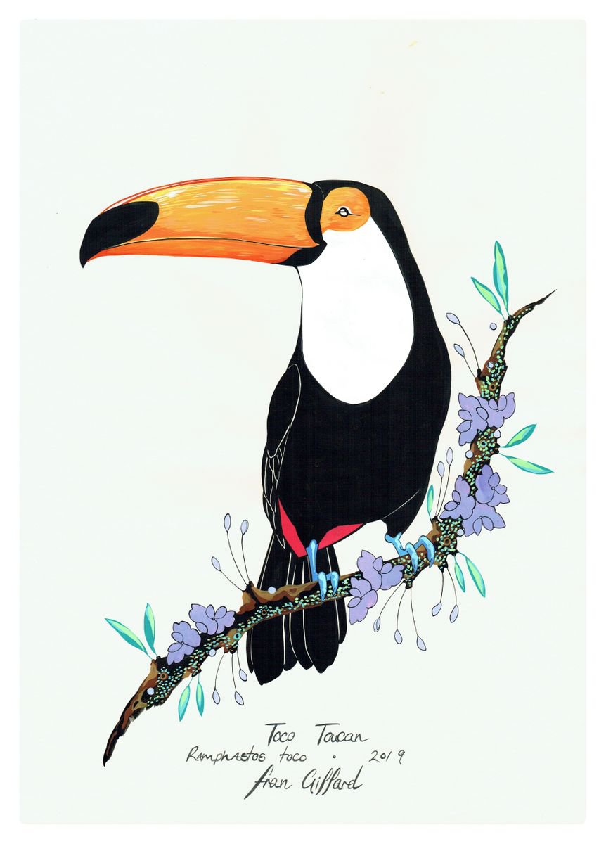 After Audubon . Toco Toucan by Fran Giffard