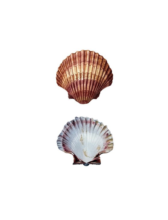 Scallop Shell Study 2