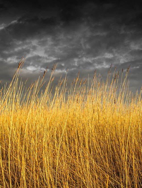 Autumn Rushes - Loch Vaa Scotland by Stephen Hodgetts Photography