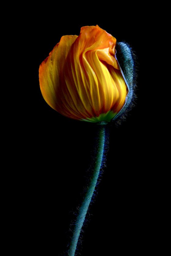 Yellow Poppy Bud