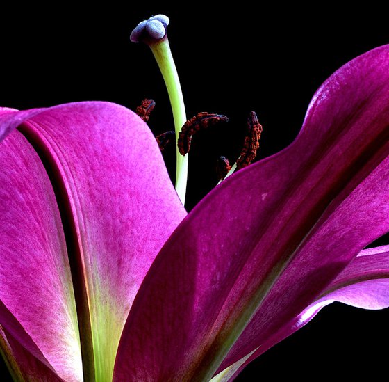 Pink Oriental Trumpet Lily