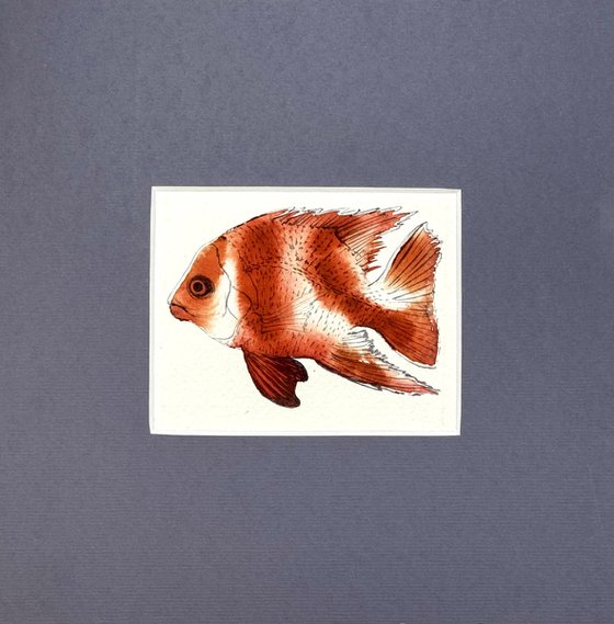 Three Exotic colorful fish