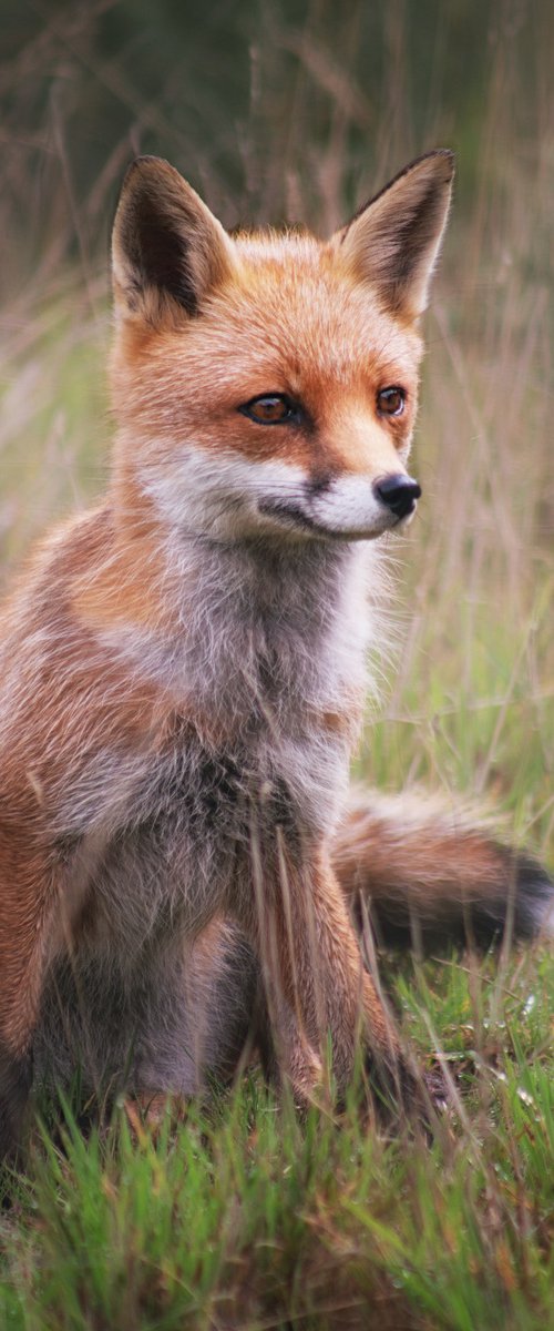 Sitting Fox by Paul Nash