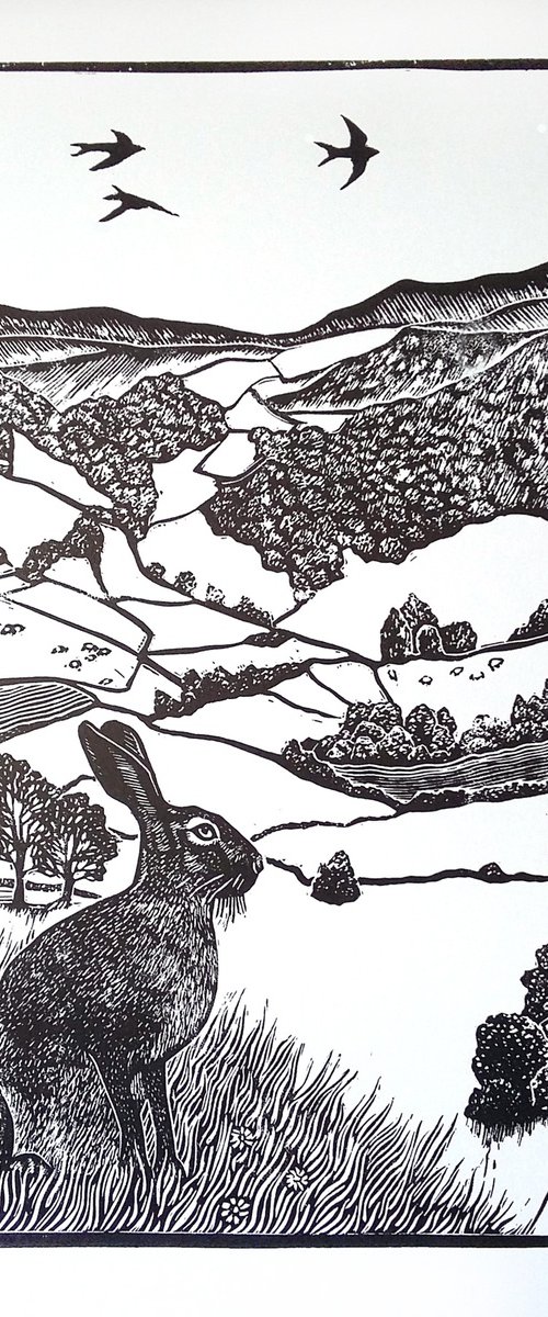 Hare's view by Carolynne Coulson