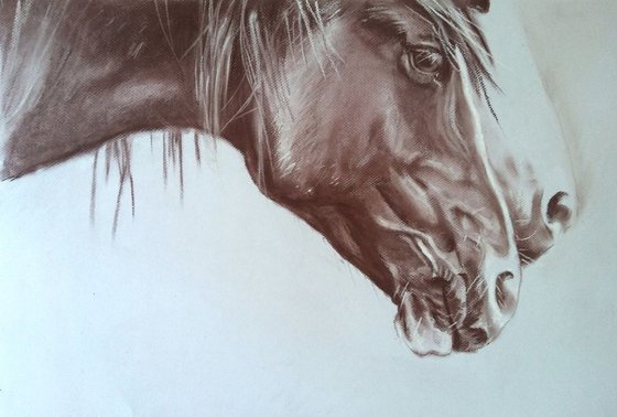 Horse portrait