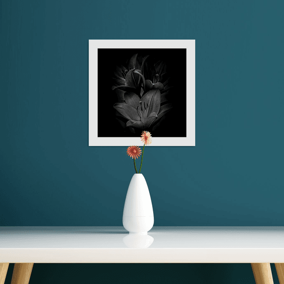 Lily Blooms Number 11 - 12x12 inch Fine Art Photography Limited Edition #1/25