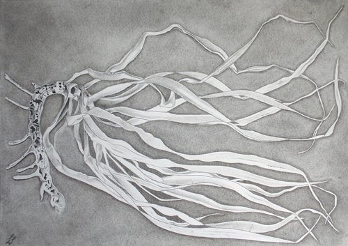 Dracaena draco - Plant Illustration by Laura Stötefeld