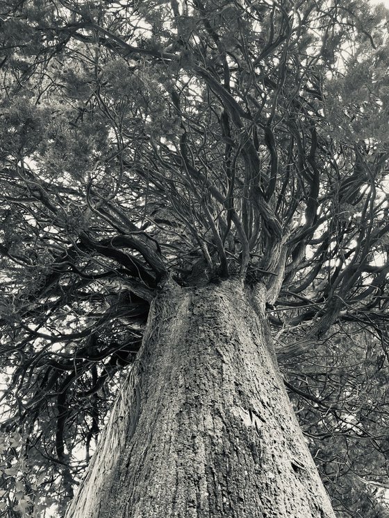 NT#183 nature #2