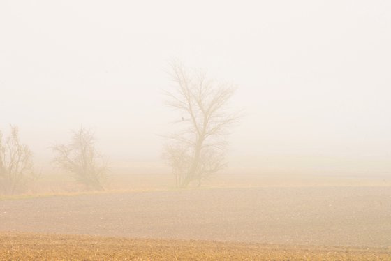 foggy landscape 5