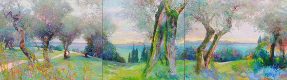 Olive grove.