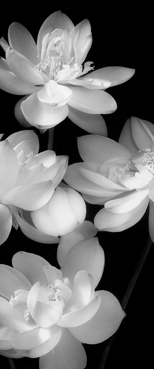 IN HARMONY -SPARKLE- #005 Black and white by Keiichiro Muramatsu