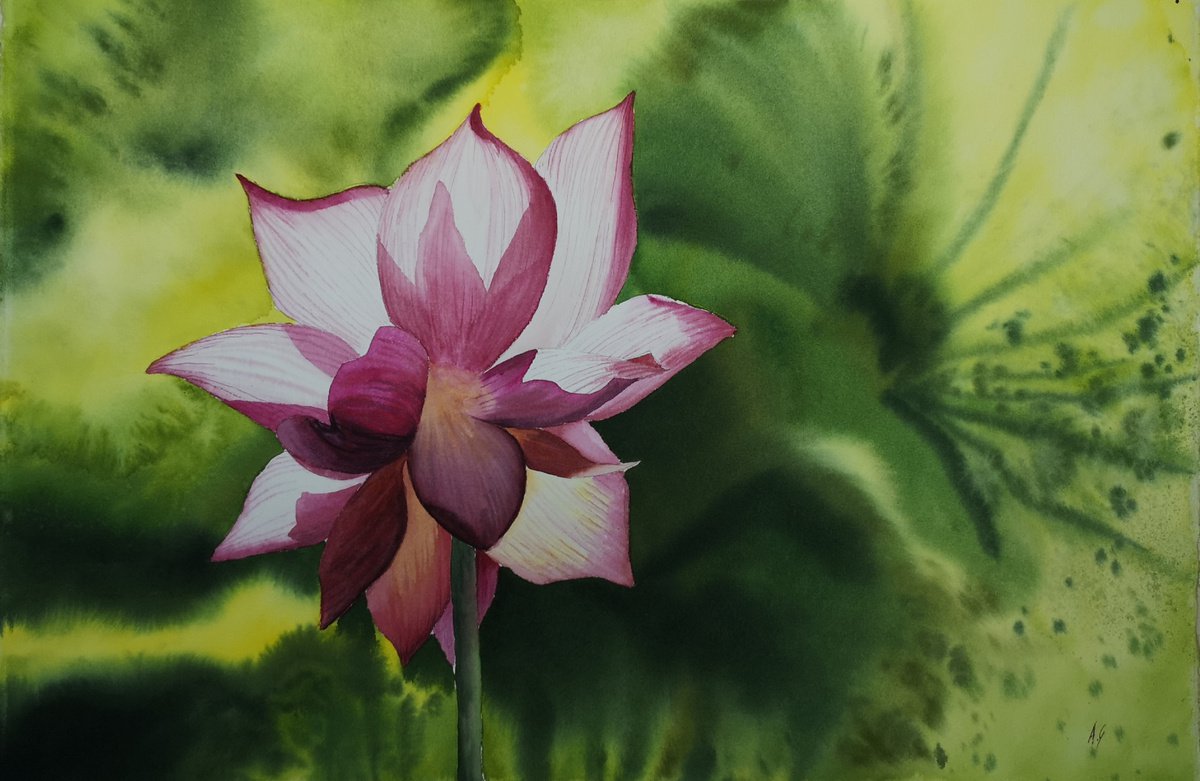 Impressionistic Botanical Watercolour By Aneta Gajos, 22 X 15, Burma Lotos, Original Artwork